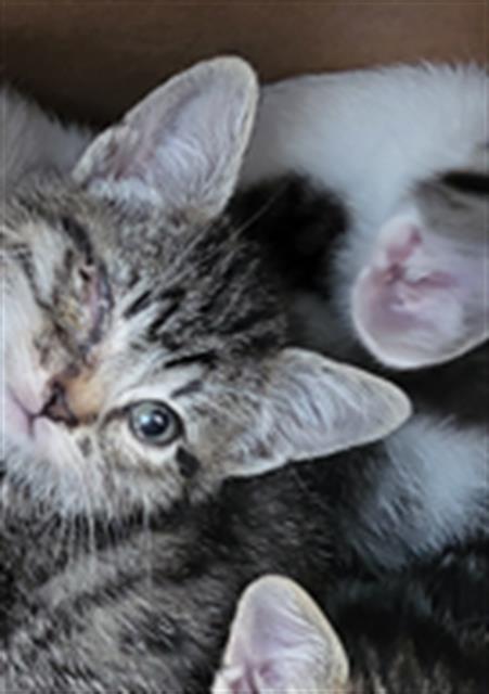 ACORN, a cat for adoption from Dallas Animal Services