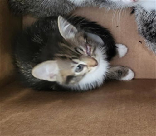 PECAN, a cat for adoption from Dallas Animal Services