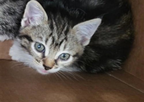 CIDER, a cat for adoption from Dallas Animal Services