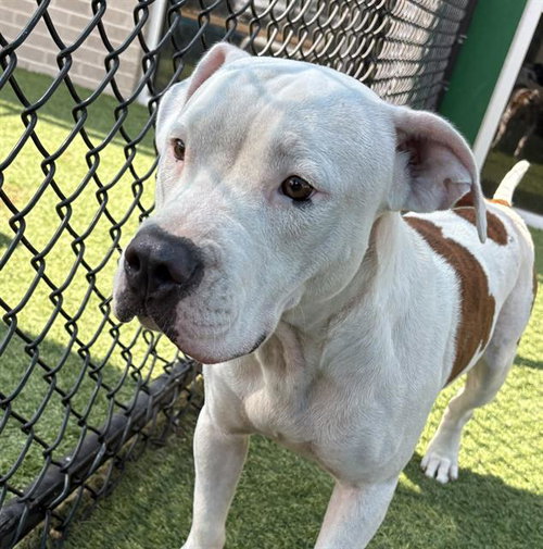 ELMER, a dog for adoption from Dallas Animal Services