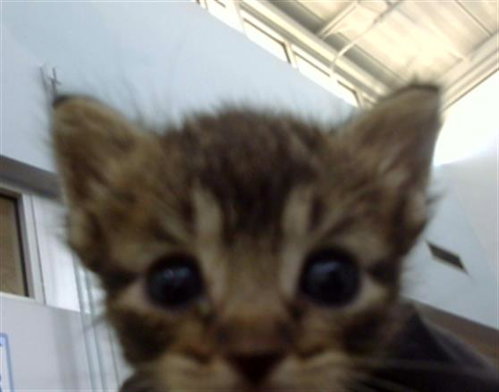 NOVEMBER, a cat for adoption from Dallas Animal Services