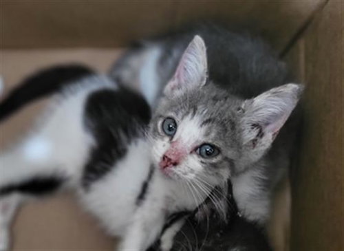 POTATO, a cat for adoption from Dallas Animal Services