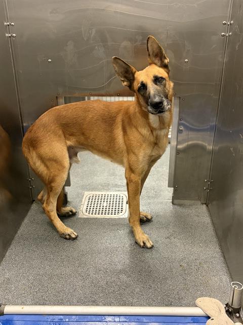 CONNOR, a dog for adoption from Dallas Animal Services