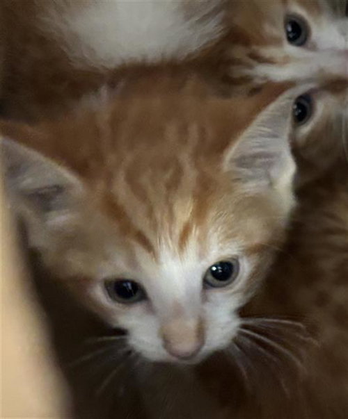 BOOGIE, a cat for adoption from Dallas Animal Services
