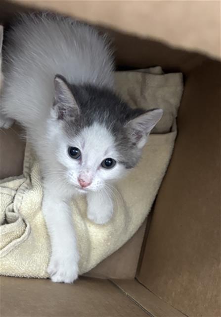 WOFIEE, a cat for adoption from Dallas Animal Services