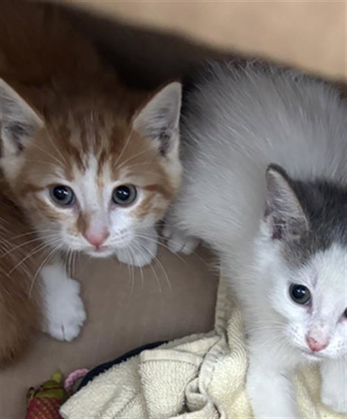 PONKIEE, a cat for adoption from Dallas Animal Services