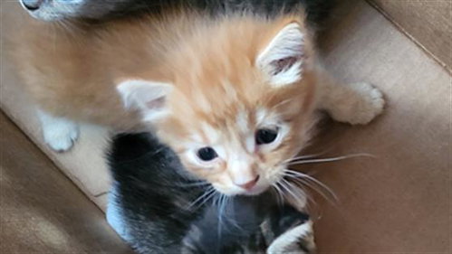 VIRGO, a cat for adoption from Dallas Animal Services