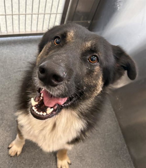 FINNEAS, a dog for adoption from Dallas Animal Services