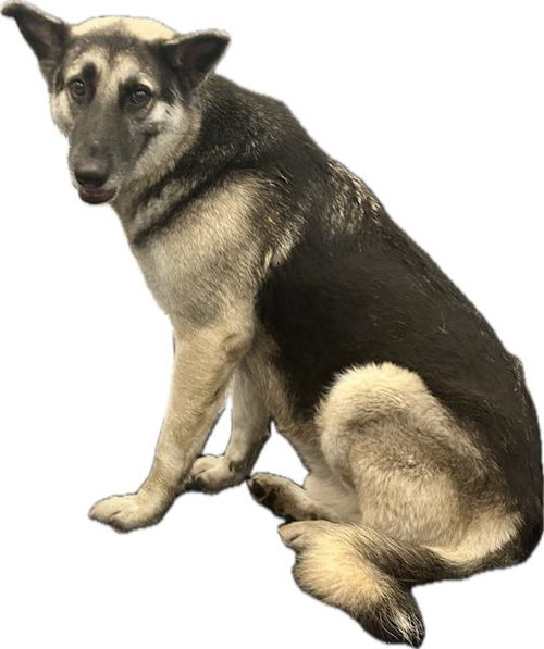 TOBY, a dog for adoption from Dallas Animal Services