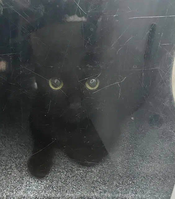 Beldam - Domestic Short Hair