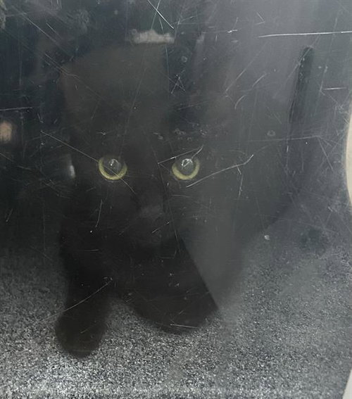 BELDAM, a cat for adoption from Dallas Animal Services