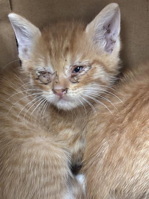 MAX, a cat for adoption from Dallas Animal Services