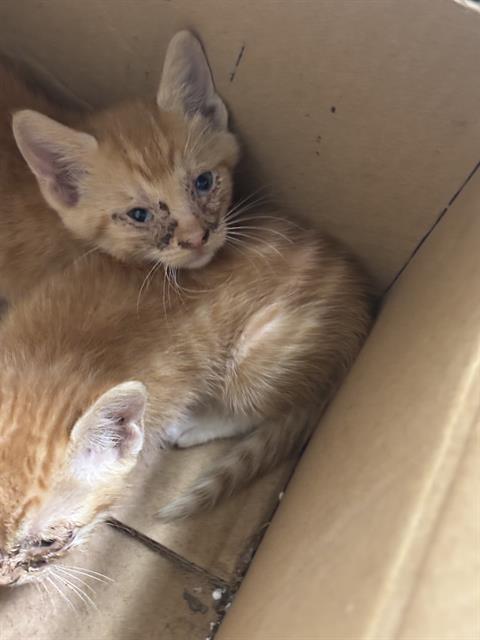 CLOUD, a cat for adoption from Dallas Animal Services