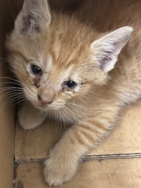 JESSIE, a cat for adoption from Dallas Animal Services