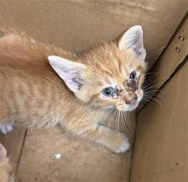 GARFIELD