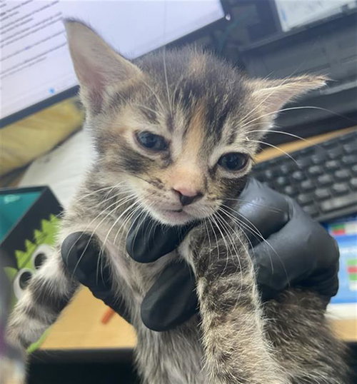 CORALINE, a cat for adoption from Dallas Animal Services