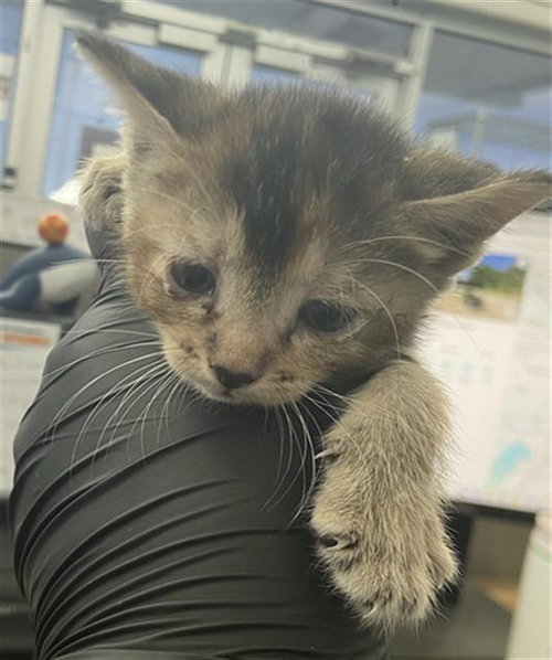 MEL, a cat for adoption from Dallas Animal Services