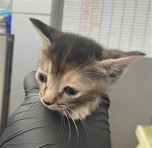 CHARLIE, a cat for adoption from Dallas Animal Services