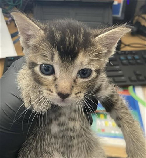 APRIL, a cat for adoption from Dallas Animal Services