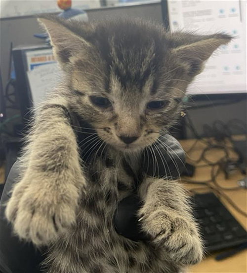 RIAM, a cat for adoption from Dallas Animal Services