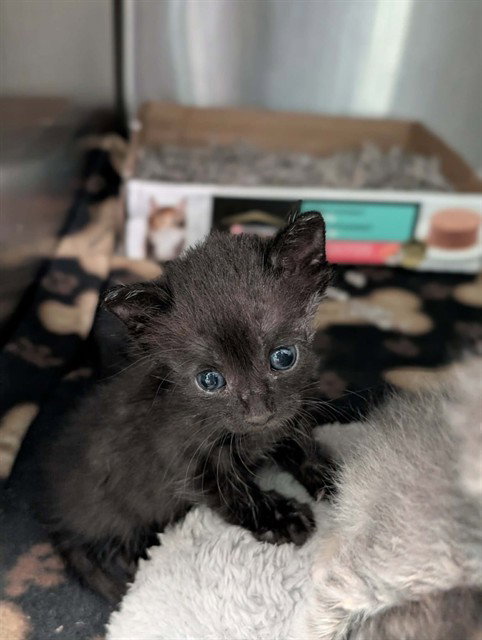 RICK, a cat for adoption from Dallas Animal Services