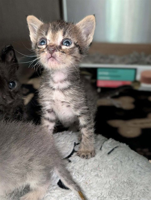 MORTY, a cat for adoption from Dallas Animal Services