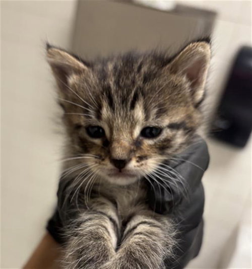 ASH, a cat for adoption from Dallas Animal Services