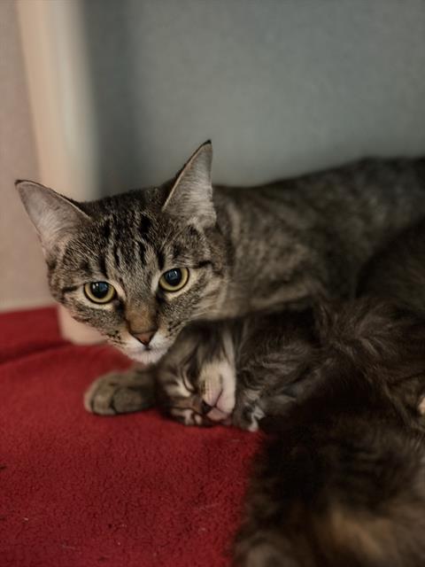ANNA, a cat for adoption from Dallas Animal Services