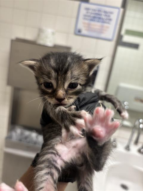 HANNAH, a cat for adoption from Dallas Animal Services