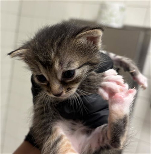 LUNA, a cat for adoption from Dallas Animal Services