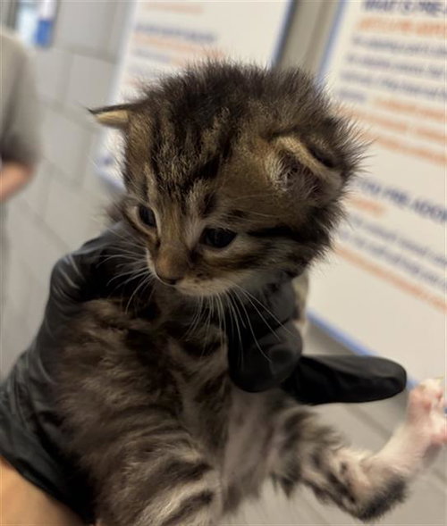 BUDDY, a cat for adoption from Dallas Animal Services
