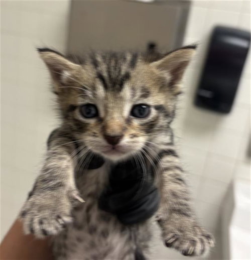 LOKI, a cat for adoption from Dallas Animal Services