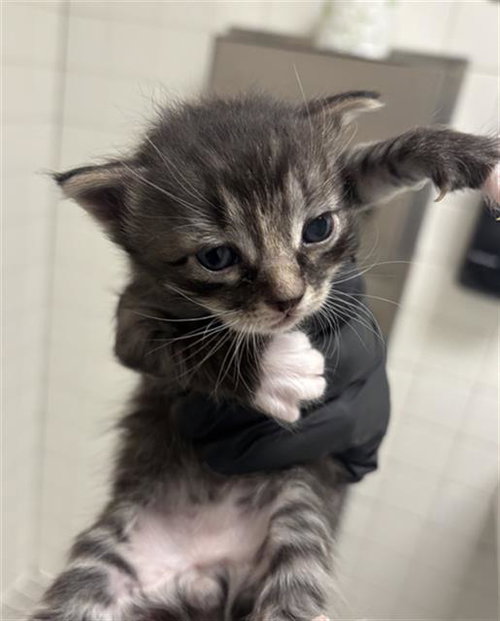 MANNY, a cat for adoption from Dallas Animal Services