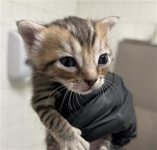 NITA, a cat for adoption from Dallas Animal Services