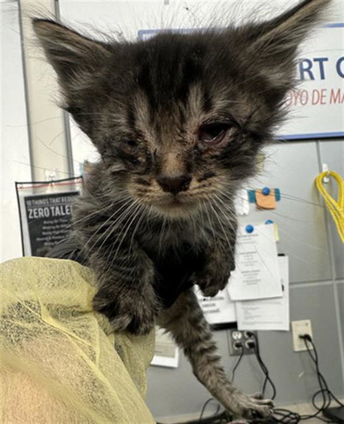 JACOB, a cat for adoption from Dallas Animal Services