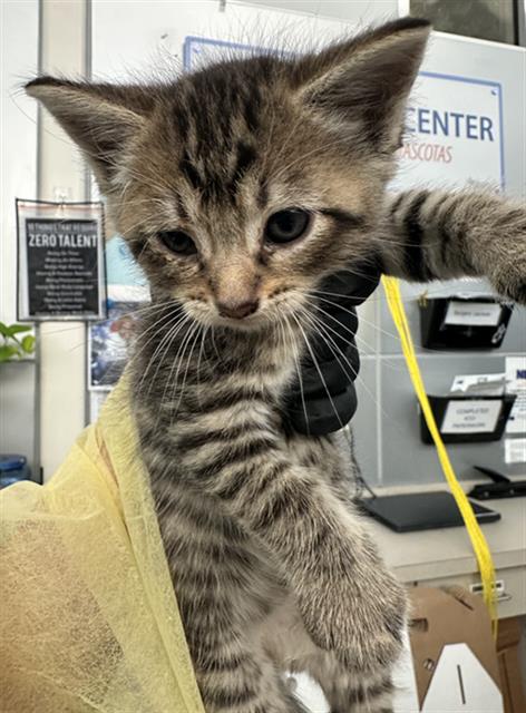 EDWARD, a cat for adoption from Dallas Animal Services