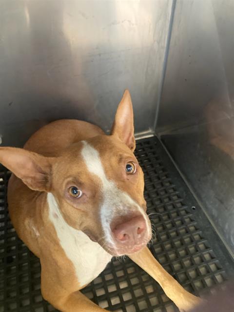 HAILEY, a dog for adoption from Dallas Animal Services