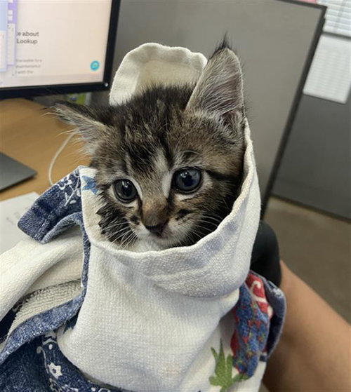 CAYENNE, a cat for adoption from Dallas Animal Services
