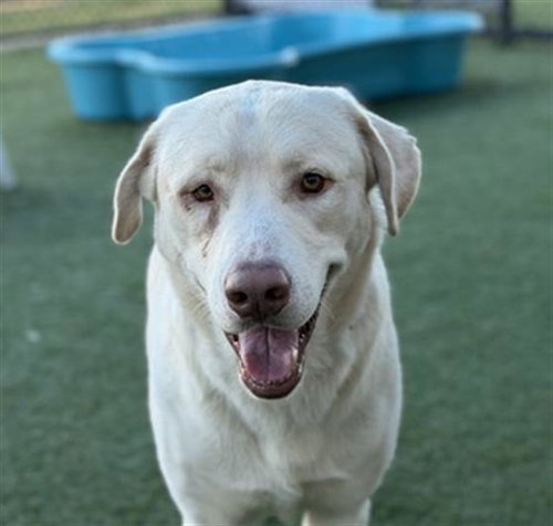 BUSTER, a dog for adoption from Dallas Animal Services