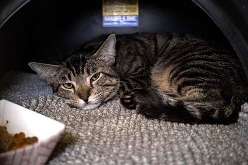 MISSY, a cat for adoption from Dallas Animal Services