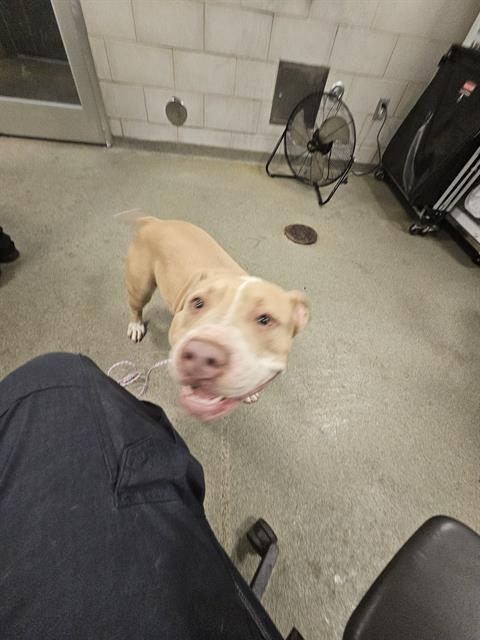 BELLA, a dog for adoption from Dallas Animal Services