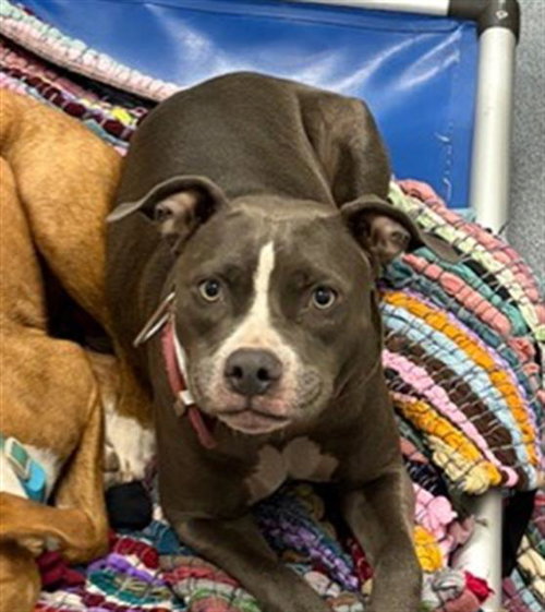 MEECHIE, a dog for adoption from Dallas Animal Services