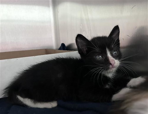 DOODLE, a cat for adoption from Dallas Animal Services