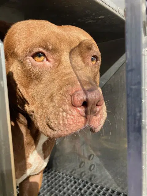 Heat - Pit Bull Terrier