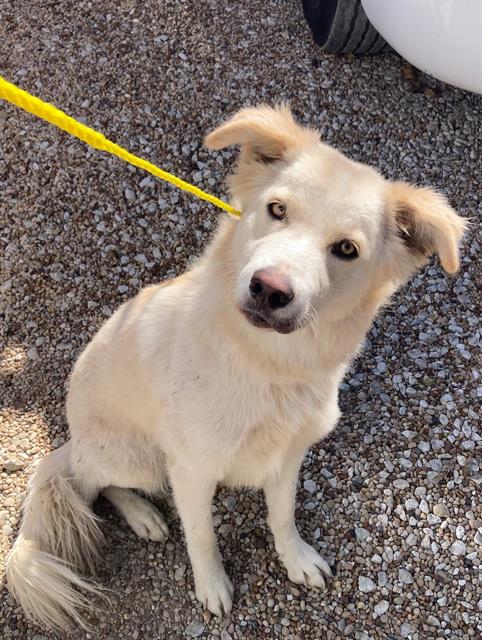 LOBA, a dog for adoption from Dallas Animal Services