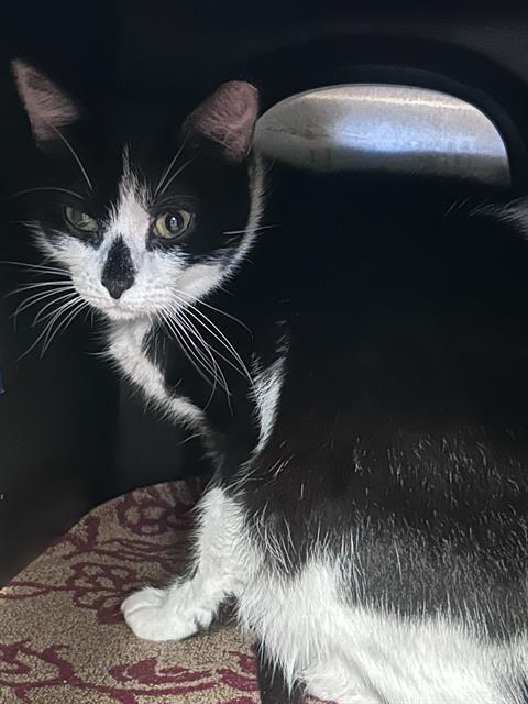 BABY GIRL, a cat for adoption from Dallas Animal Services