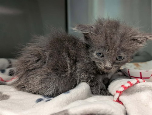 ZIGGY, a cat for adoption from Dallas Animal Services