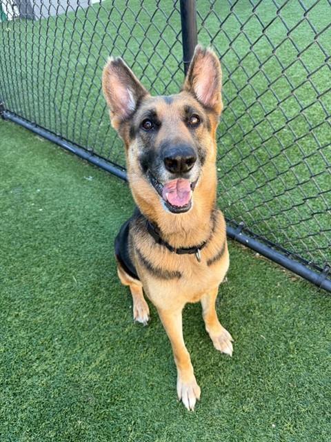 HONEY, a dog for adoption from Dallas Animal Services
