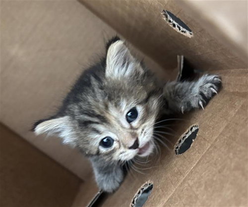 LOLA, a cat for adoption from Dallas Animal Services