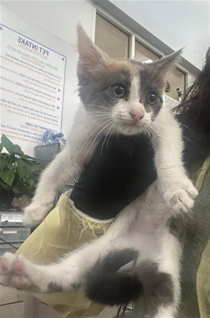 ACACIA, a cat for adoption from Dallas Animal Services